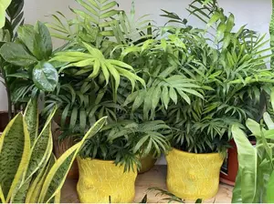 Landscaping, Flowering,Lawns Maintenance,Pruning Andplanting