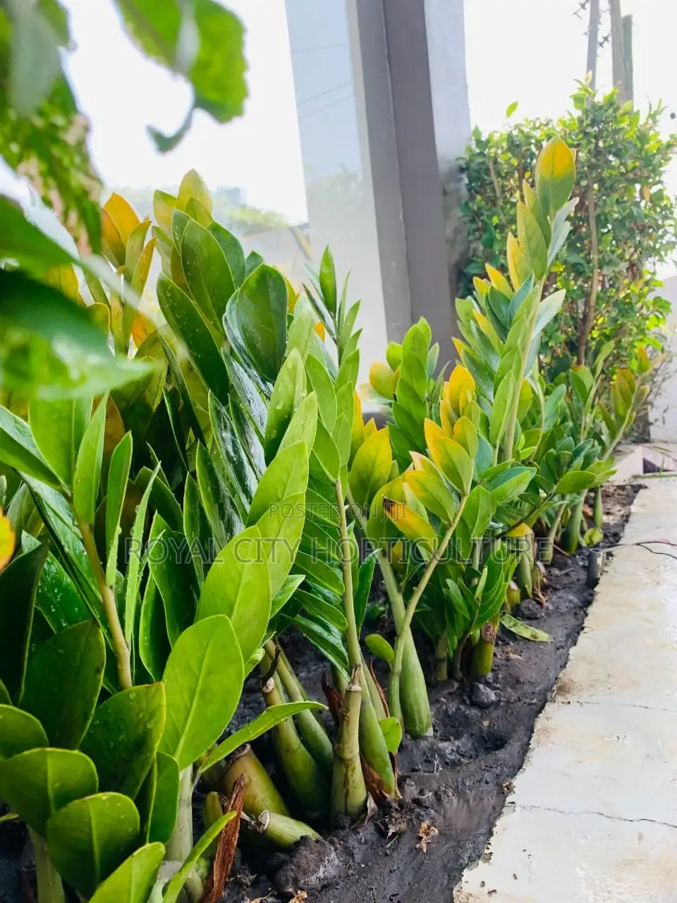 Landscaping, Flowering,Lawns Maintenance,Pruning Andplanting