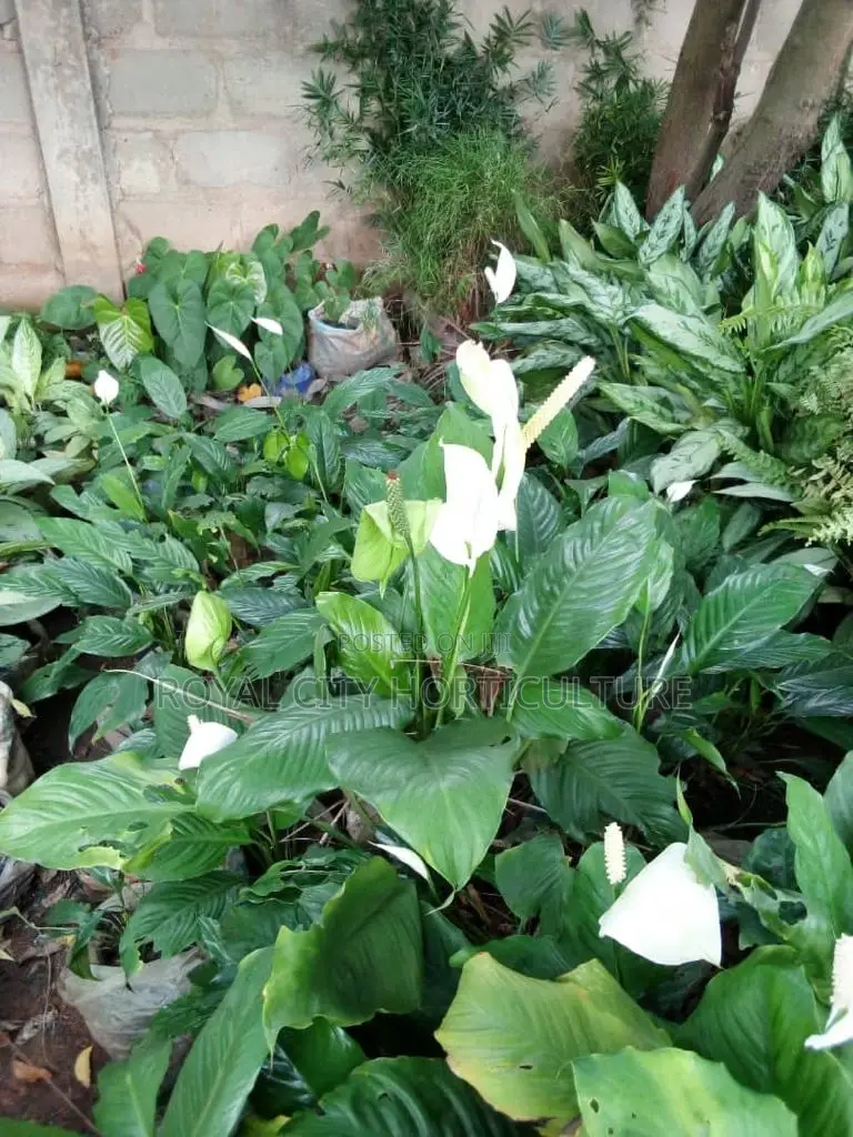 Landscaping, Flowering,Lawns Maintenance,Pruning Andplanting
