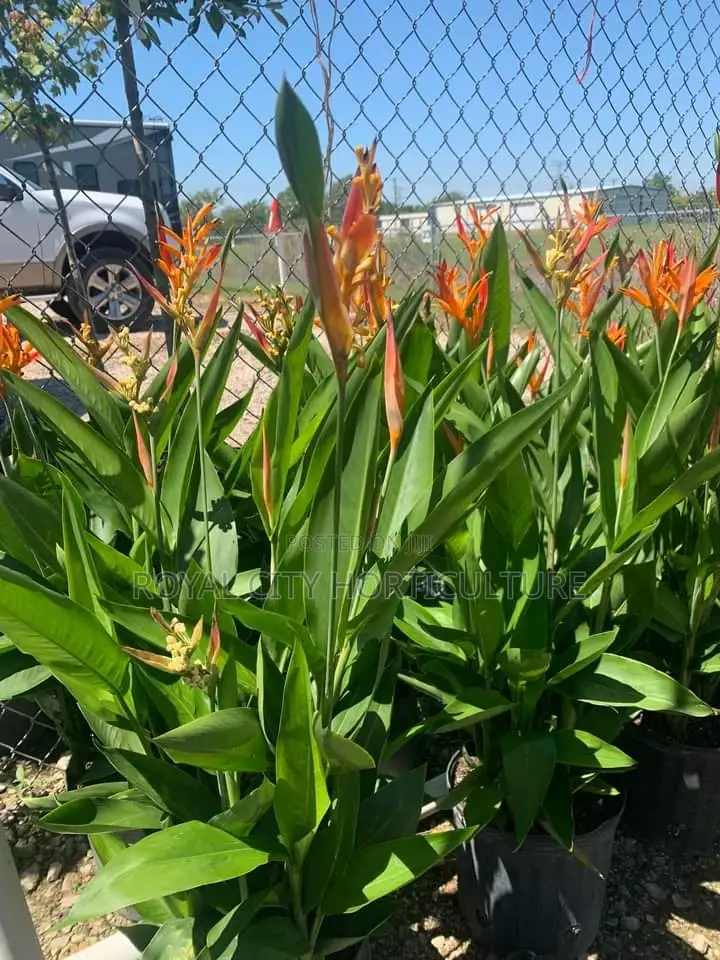 Landscaping, Flowering,Lawns Maintenance,Pruning Andplanting