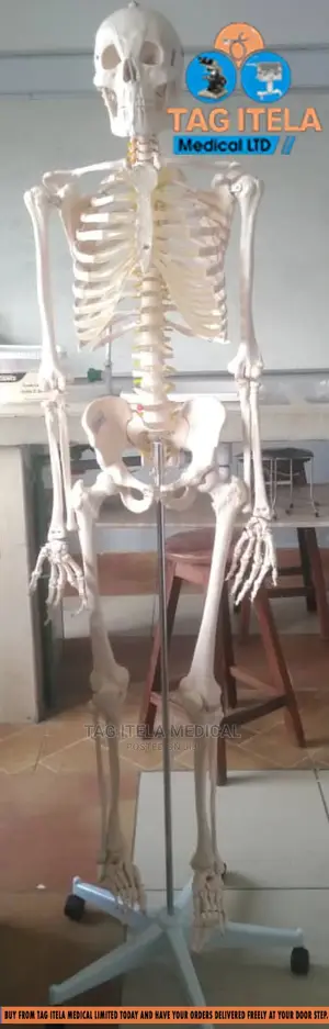 Skeleton Model (85cm)