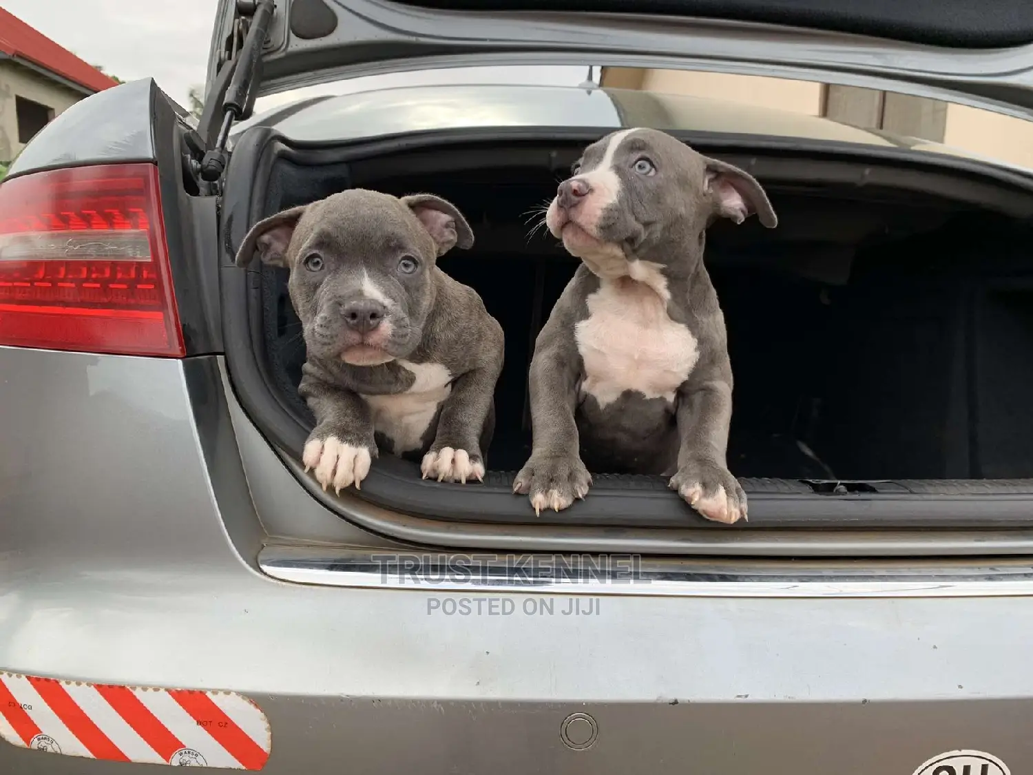 1-3 months Male Purebred American Bully