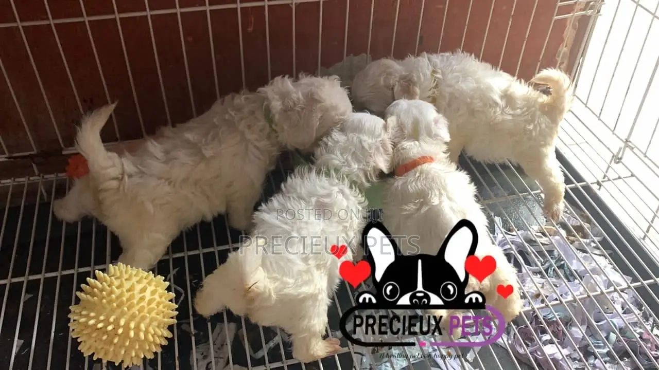 1-3 months Male Purebred Maltese