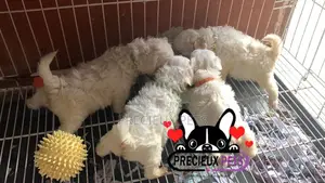 1-3 months Male Purebred Maltese