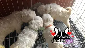 1-3 months Male Purebred Maltese
