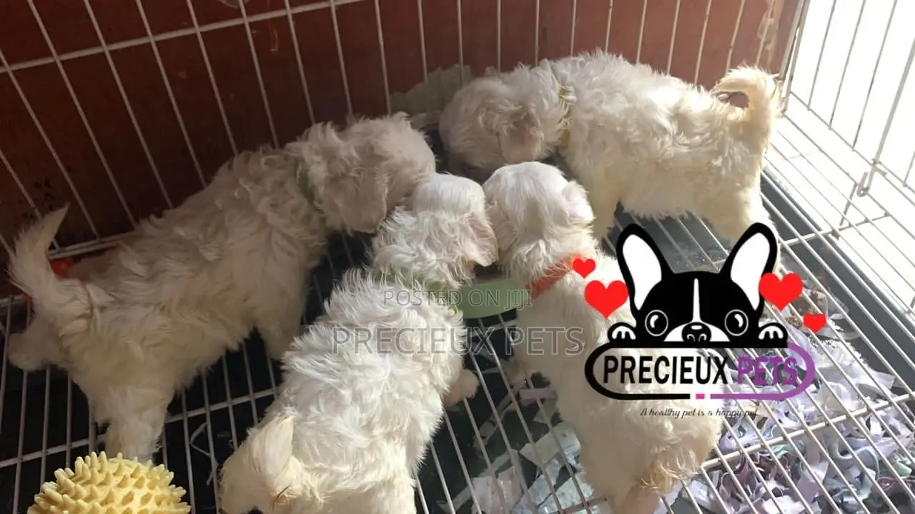 1-3 months Male Purebred Maltese