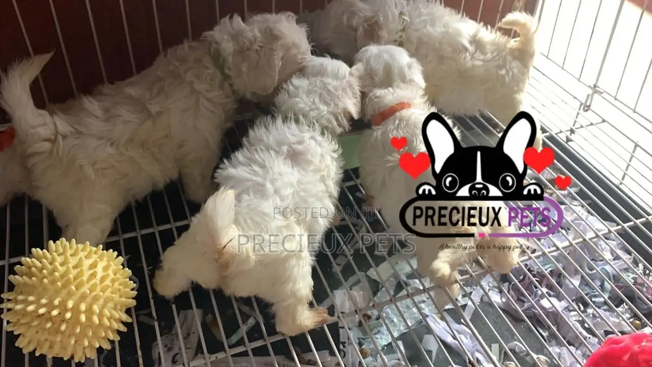 1-3 months Male Purebred Maltese