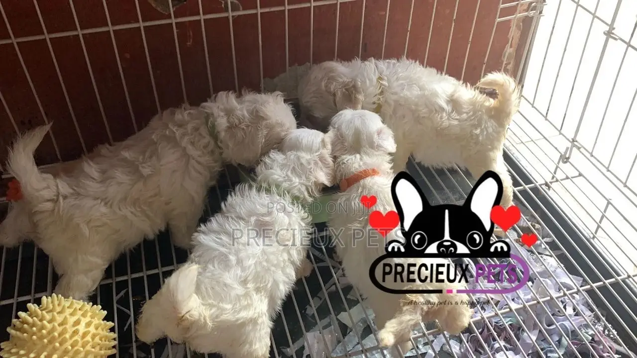 1-3 months Male Purebred Maltese