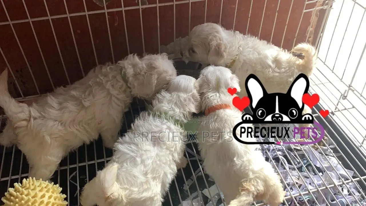 1-3 months Male Purebred Maltese