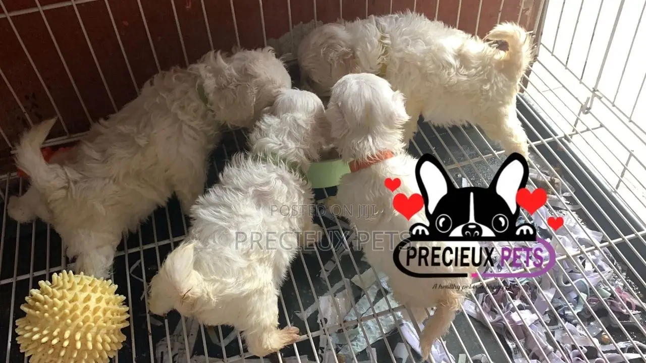 1-3 months Male Purebred Maltese