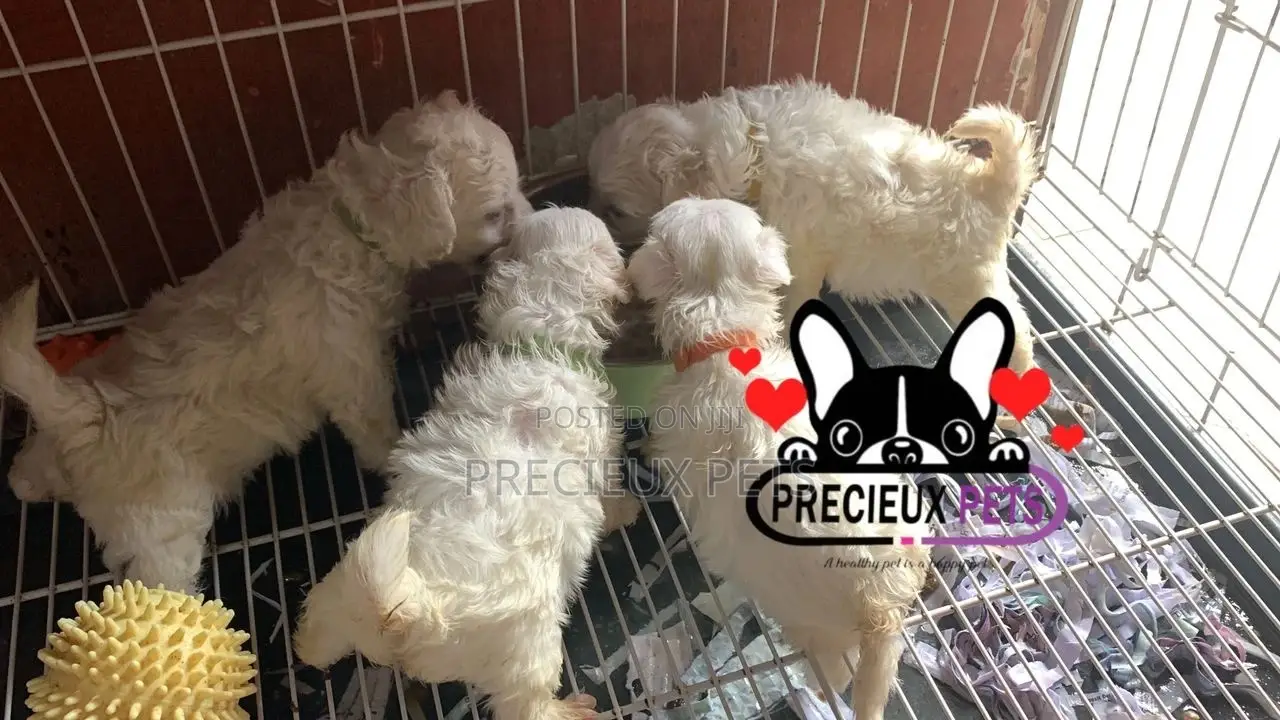 1-3 months Male Purebred Maltese