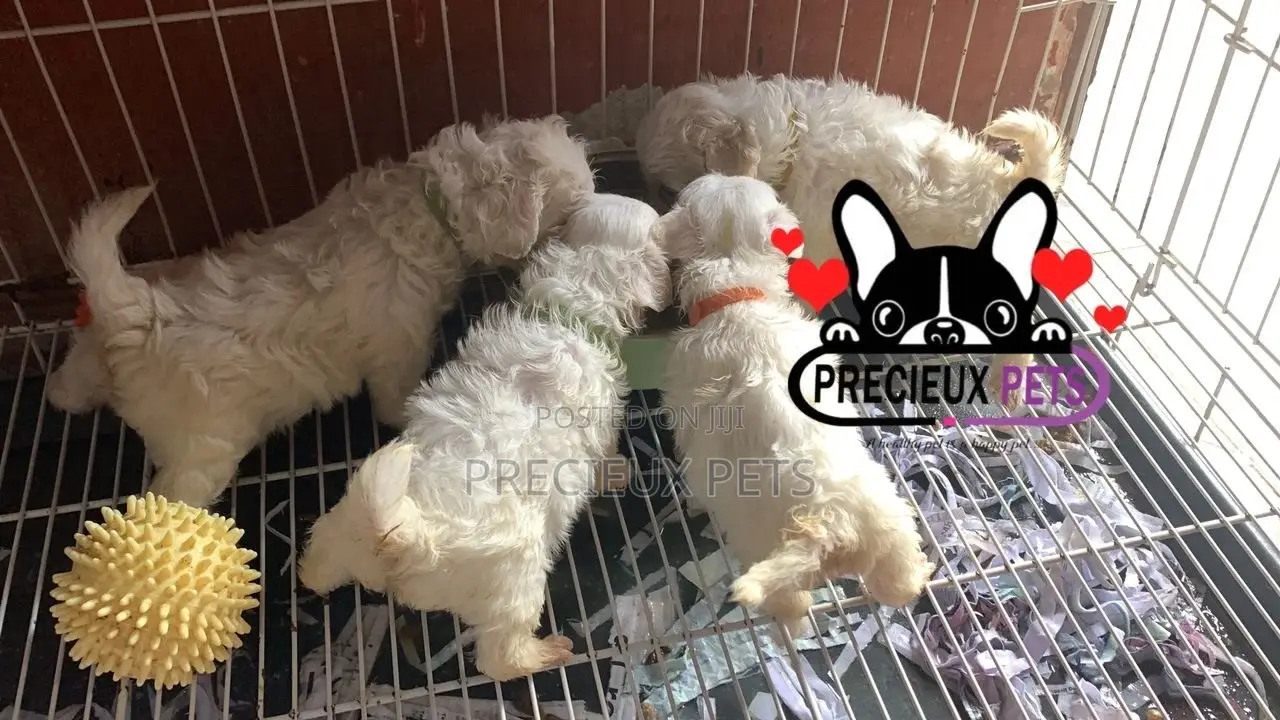 1-3 months Male Purebred Maltese