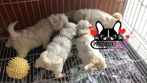 1-3 months Male Purebred Maltese