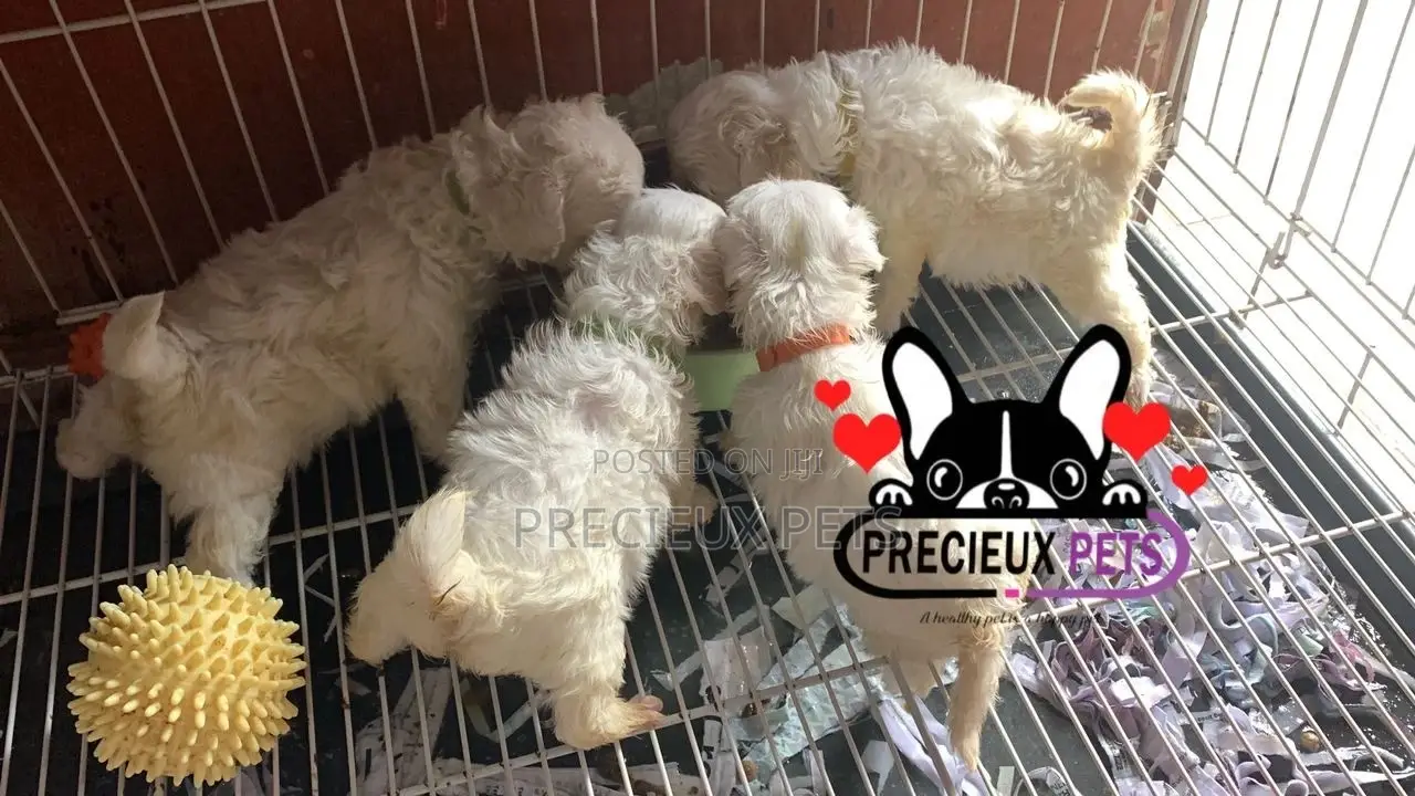 1-3 months Male Purebred Maltese