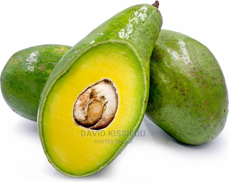 Harvest Future: Kissgreenworld's Premium Avocado Seedlings"