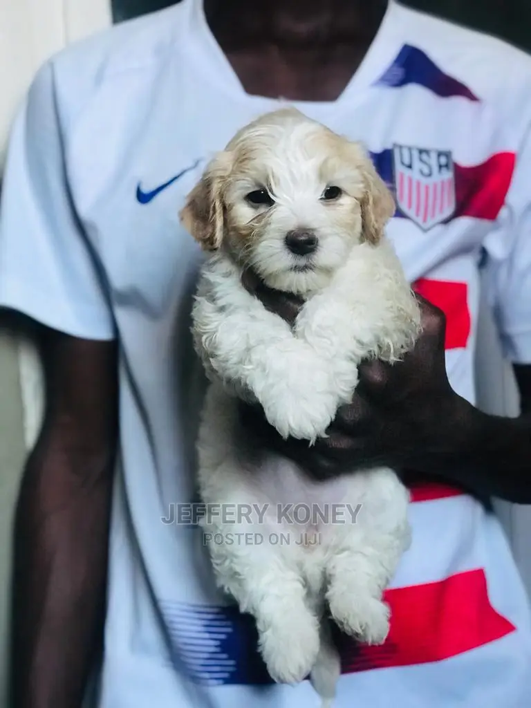 1-3 months Male Purebred Poodle