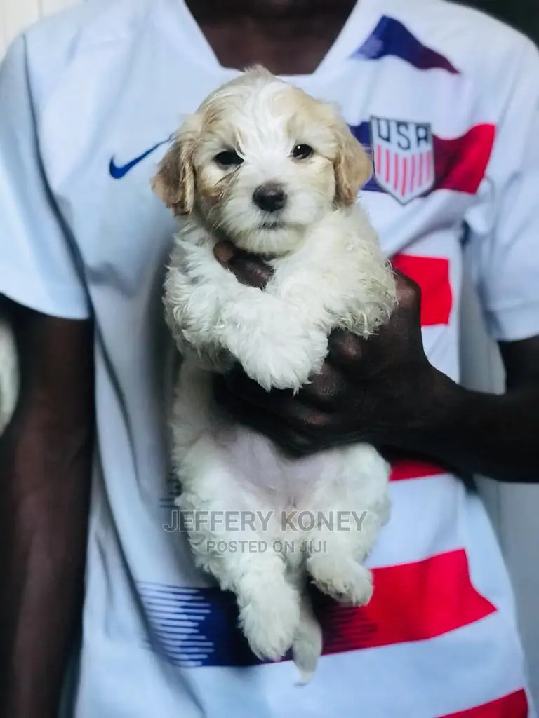 1-3 months Male Purebred Poodle