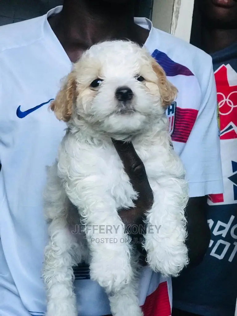 1-3 months Male Purebred Poodle