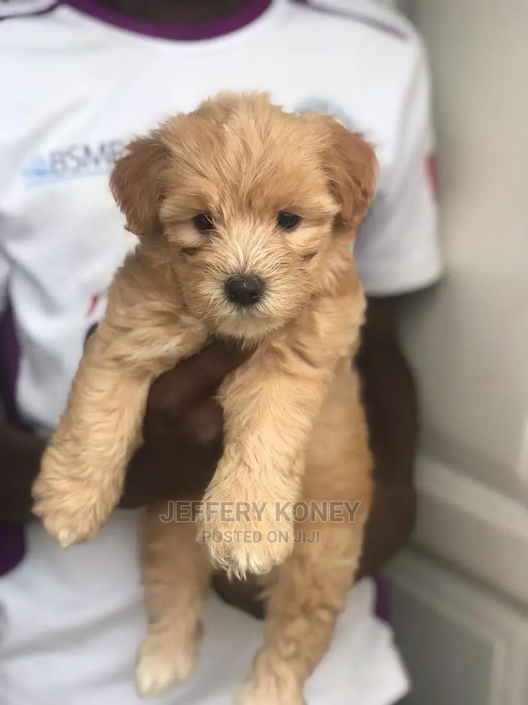 1-3 months Male Purebred Poodle