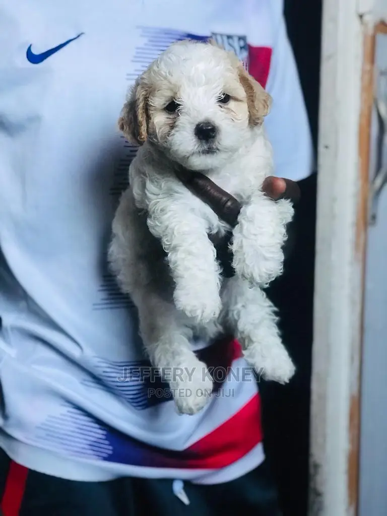 1-3 months Male Purebred Poodle