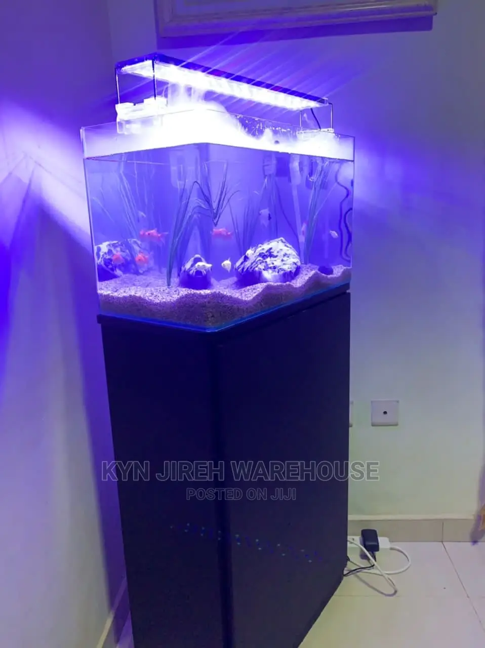 Fog Aquarium Setup With Fishes