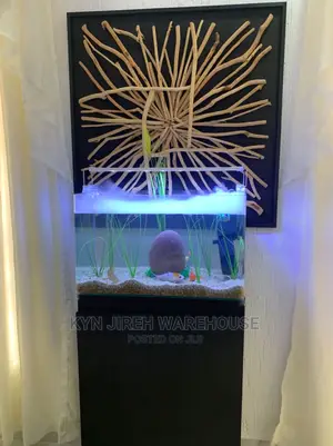 Fog Aquarium Setup With Fishes