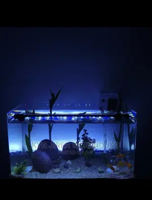 Tabletop Aquarium Setup With Fishes