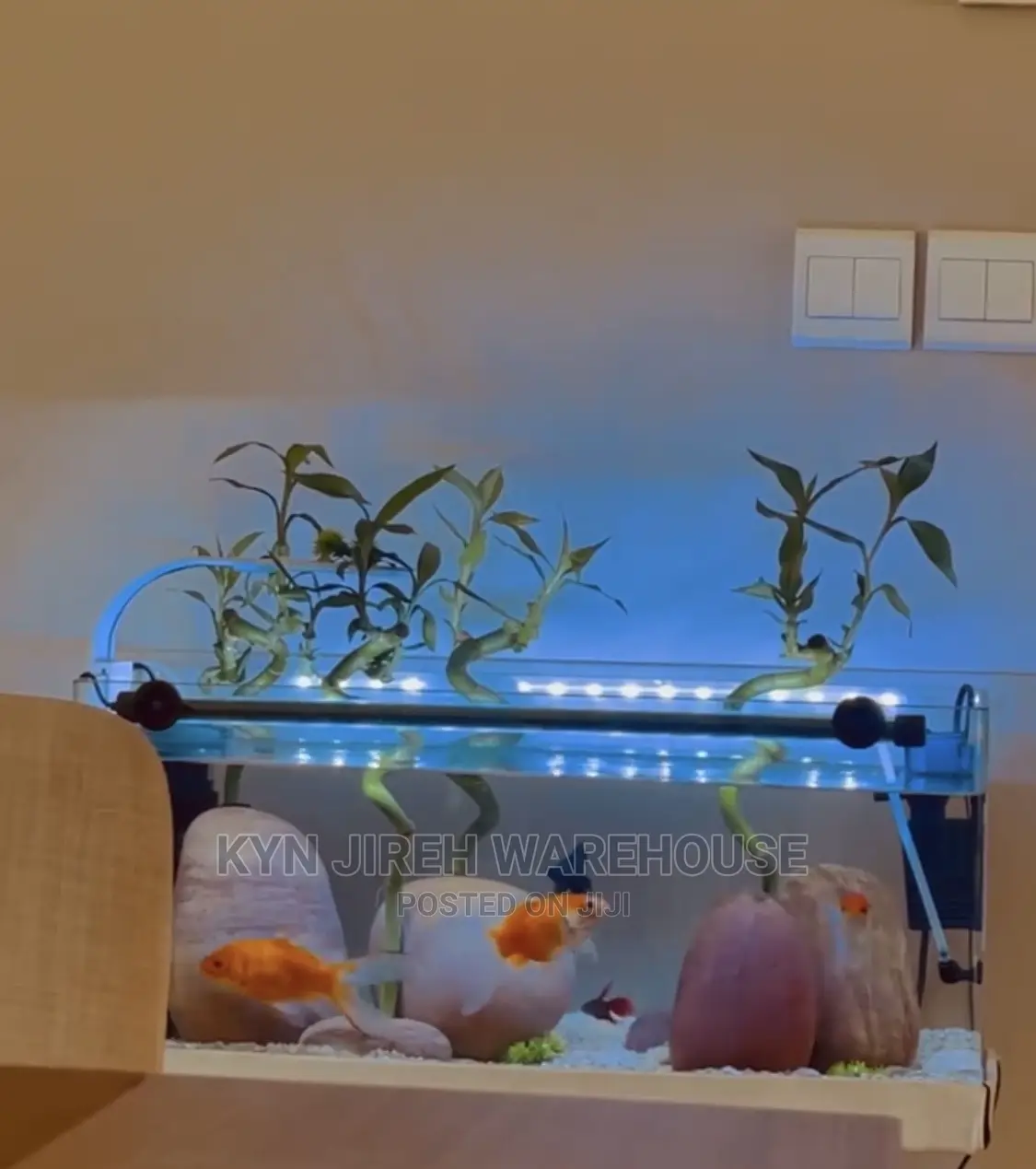 Lucky Tabletop Aquarium With Fishes