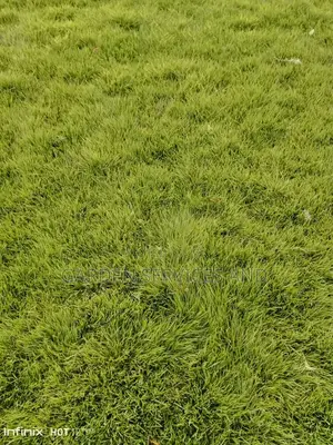 All Kinds of Natural Green Grass Available for Sale