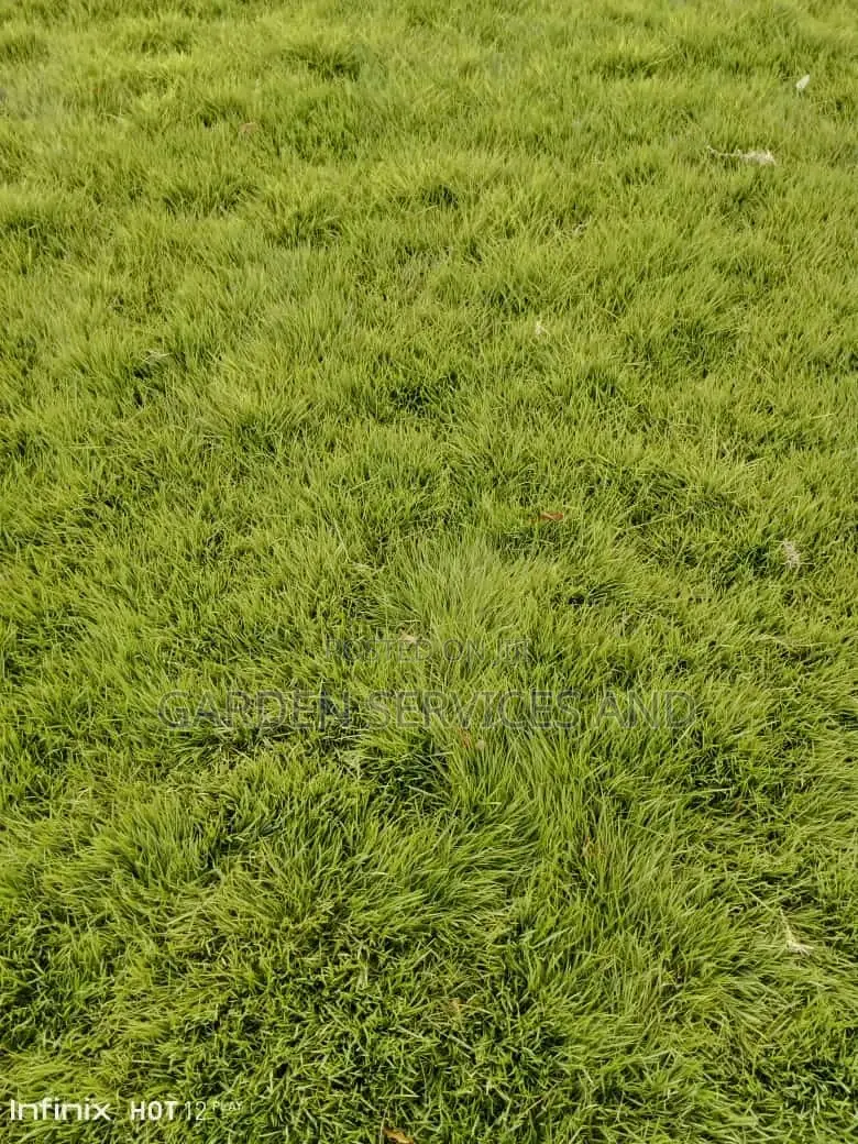 All Kinds of Natural Green Grass Available for Sale