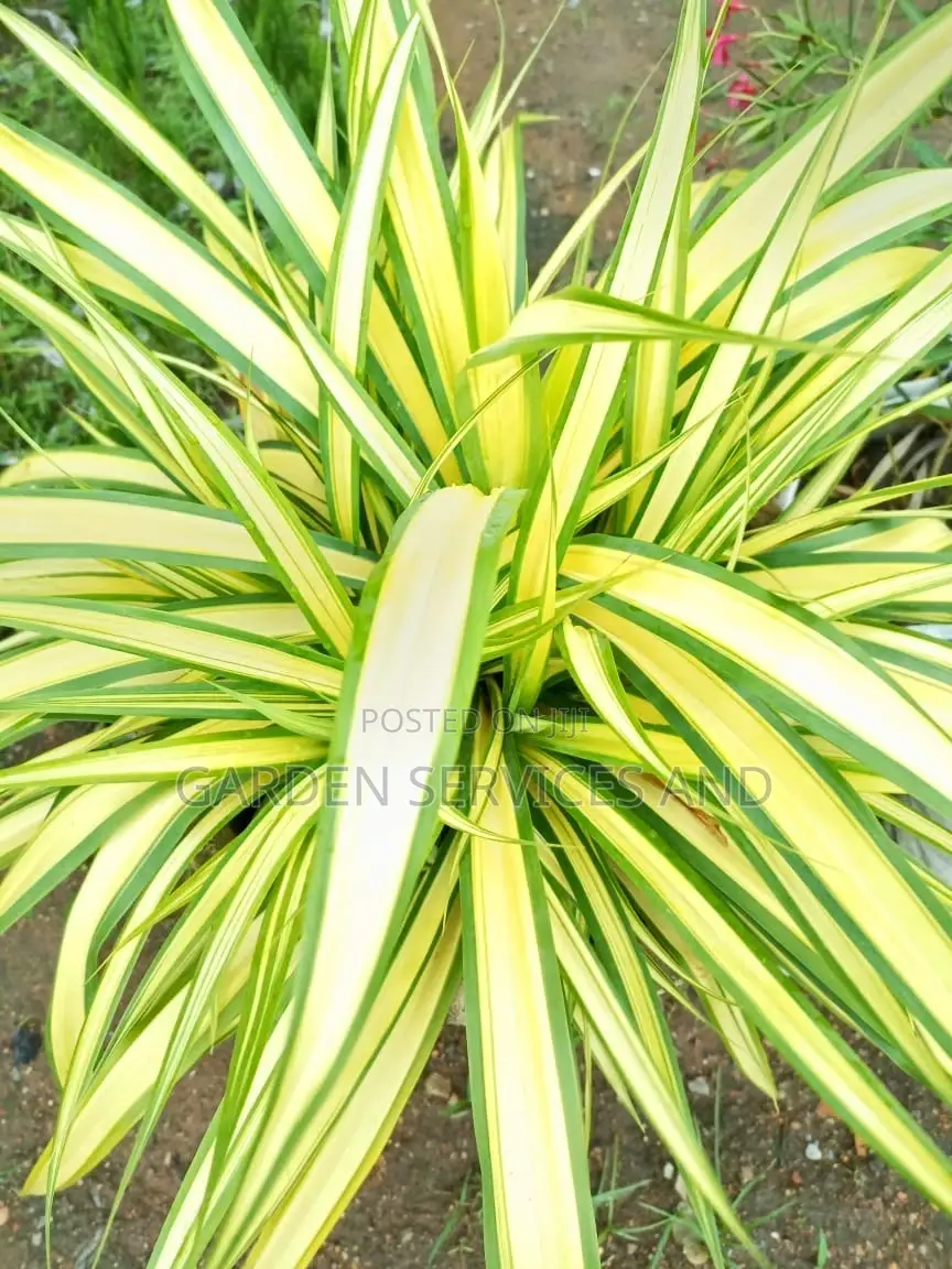 Spider Plant For Sale
