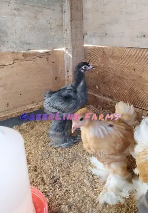 Brahma Chicks 3w