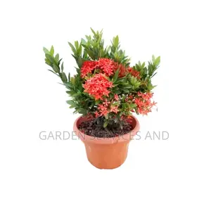 Izora for Sale