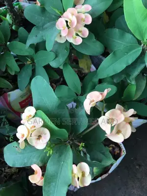 Phobia for Sale