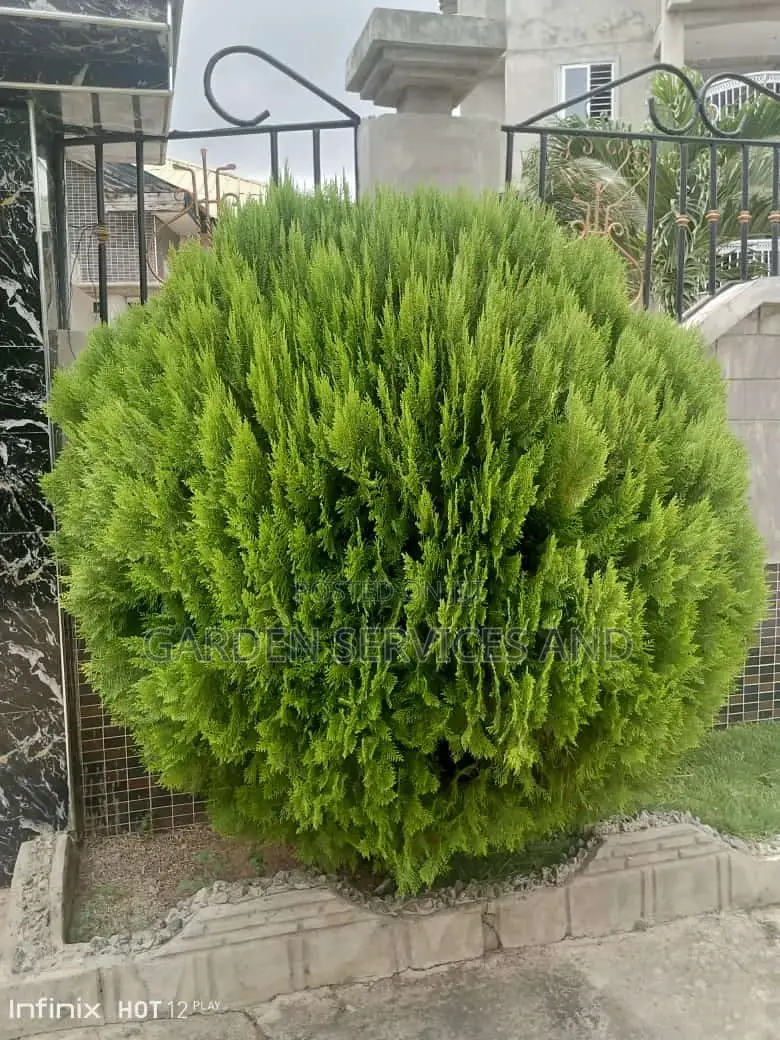 Tuja for Sale