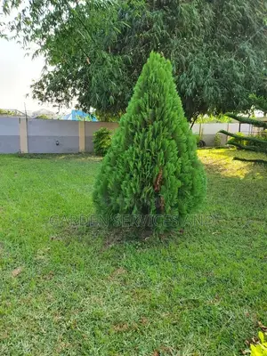 Tuja for Sale