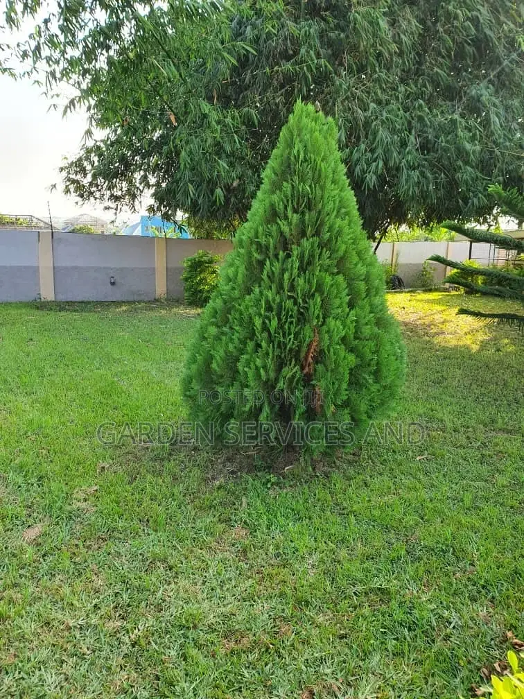 Tuja for Sale