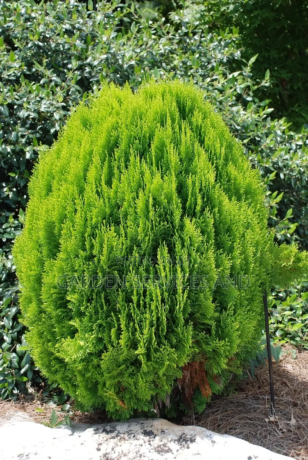 Tuja for Sale