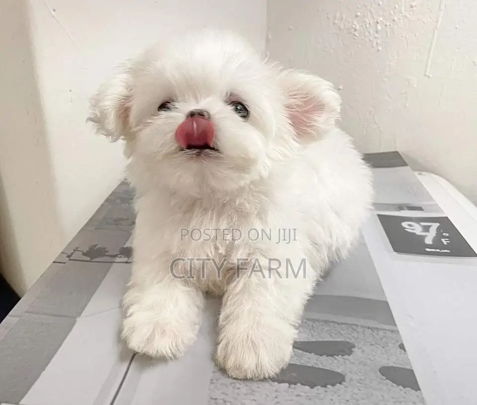 1-3 months Female Purebred Maltese