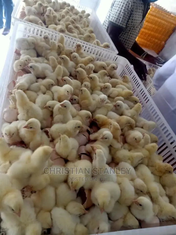 Healthy Day Old Chicks