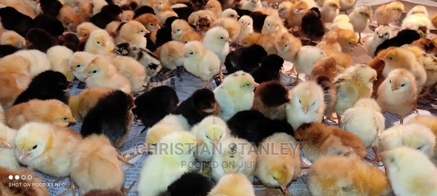 Healthy Day Old Chicks