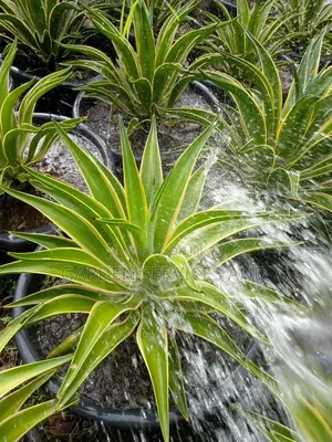 Sansevieria for Sale
