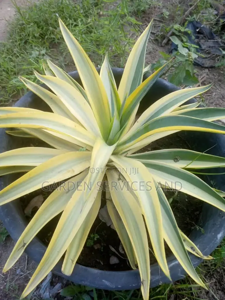 Agave for Sale