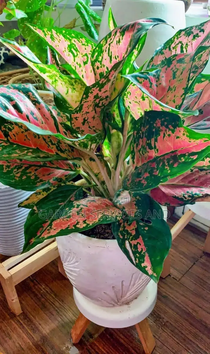 Aglaonema for Sale