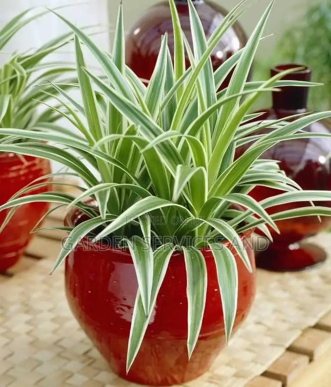 Daniella Plant for Sale