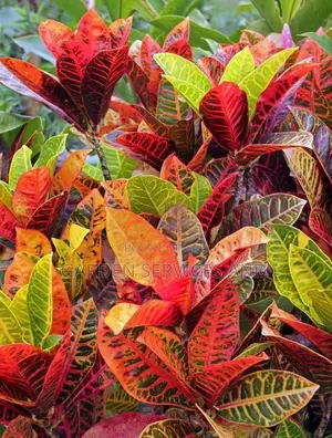 Croton for Sale