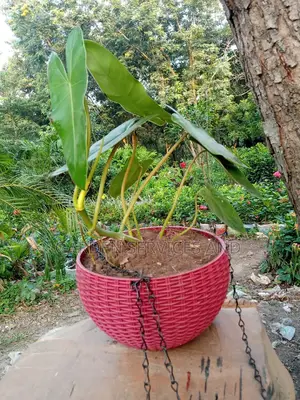 Plant for Sale