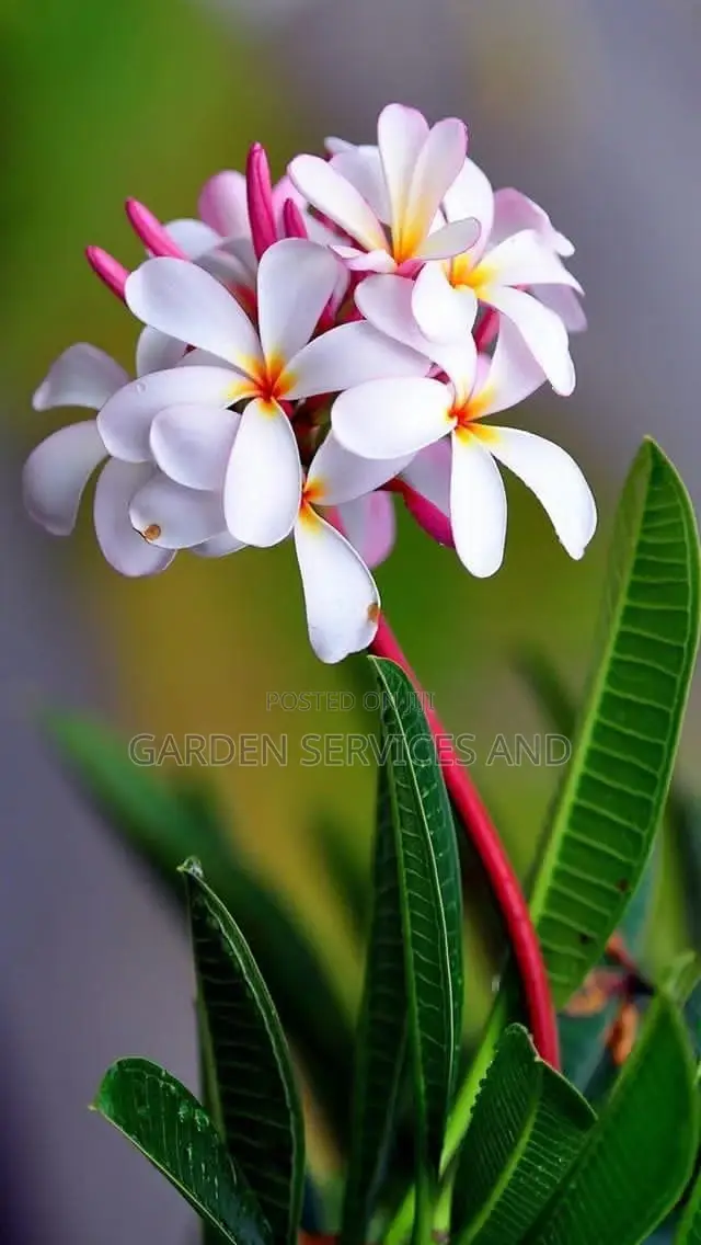 Plumeria for Sale