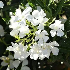 Plumeria for Sale