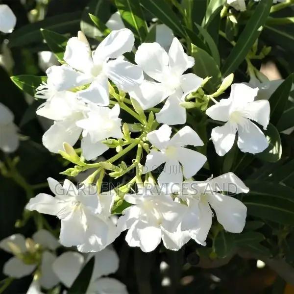 Plumeria for Sale
